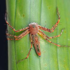 Hamadruas sp. "Jogjakarta Batik" © Paul Ng  • Habitus • Dorsal • Alive • ♀ • Adult